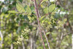 Poison sumac